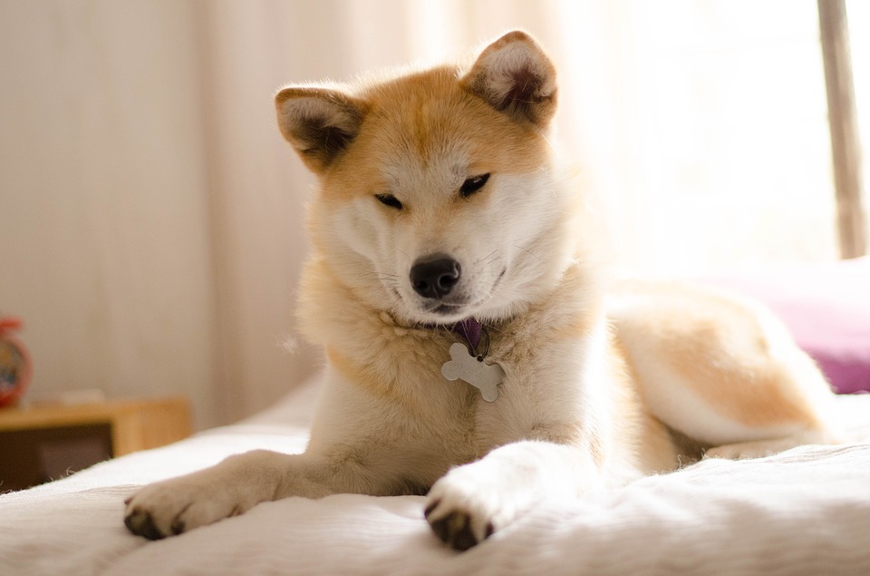 akita4